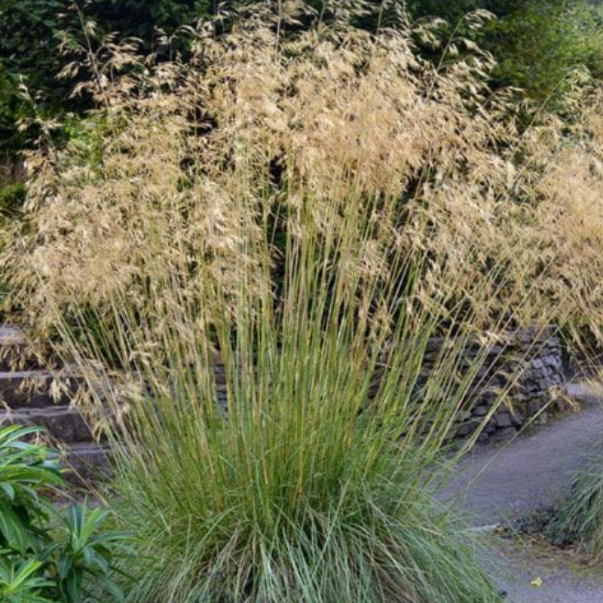 Didžioji ašuotė (Stipa gigantea) – aukšta dekoratyvinė žolė su lengvais, auksiniais žiedynais