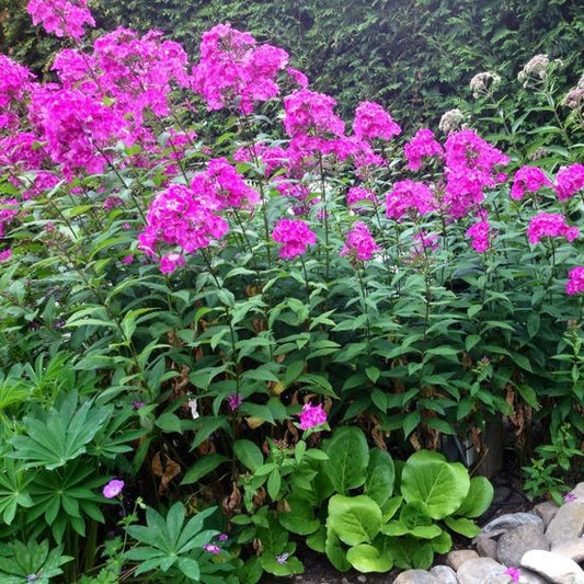 Šluotelinis flioksas, sodybinė senovinė veislė, alyviniai–violetiniai žiedai, apie 100 cm aukščio, kvapnus ir ilgaamžis daugiametis augalas.