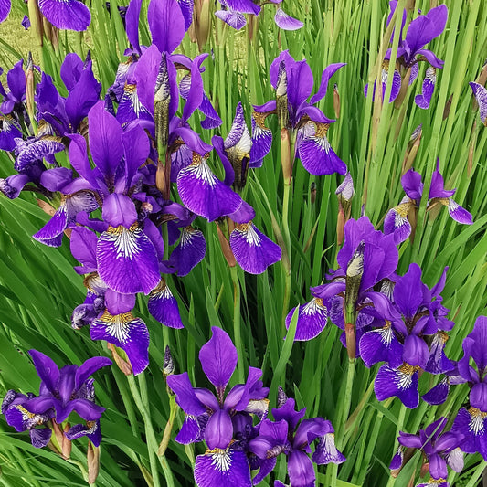 Sibirinis vilgdalgis (Iris Sibirica)