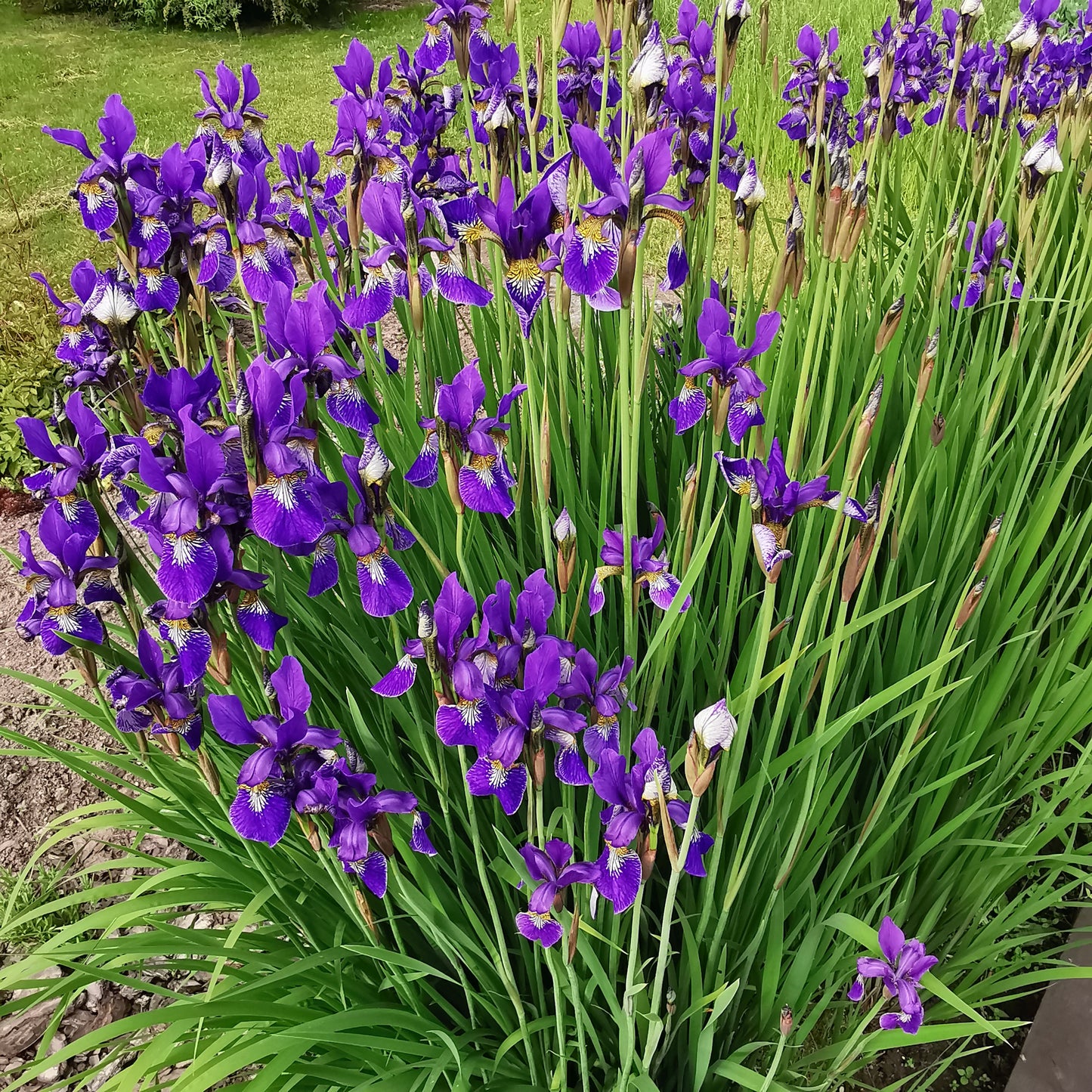 Sibirinis vilgdalgis (Iris Sibirica)