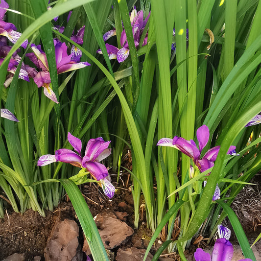 Ilgalapis vilkdalgis