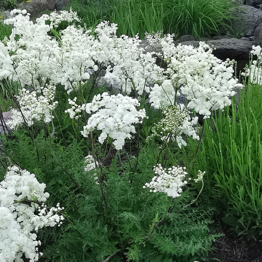 Vingiorykštė PLENA