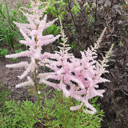 Astilbė ‘Europa’ – šviesiai rožinė žydinti daugiametė gėlė su puriais žiedynais, 70 cm aukščio, tinka pavėsiui ir pusšešėliui.