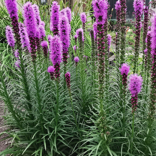liatris