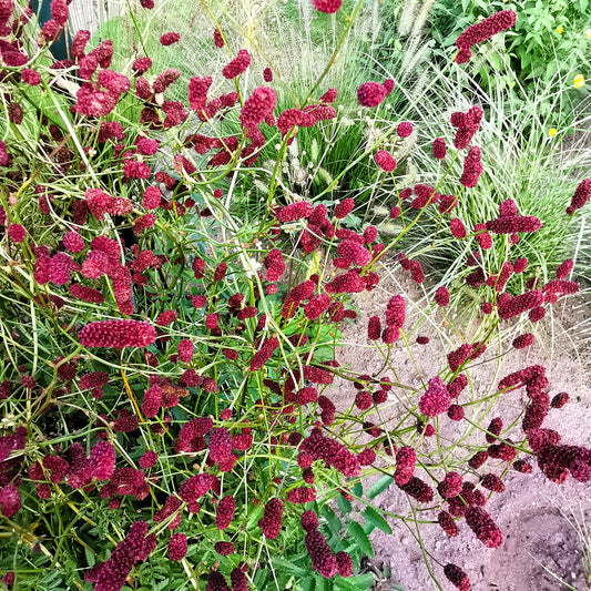 Kraujalakė 'Red Thunder' atspari šalčiui ir lengvai prižiūrima
