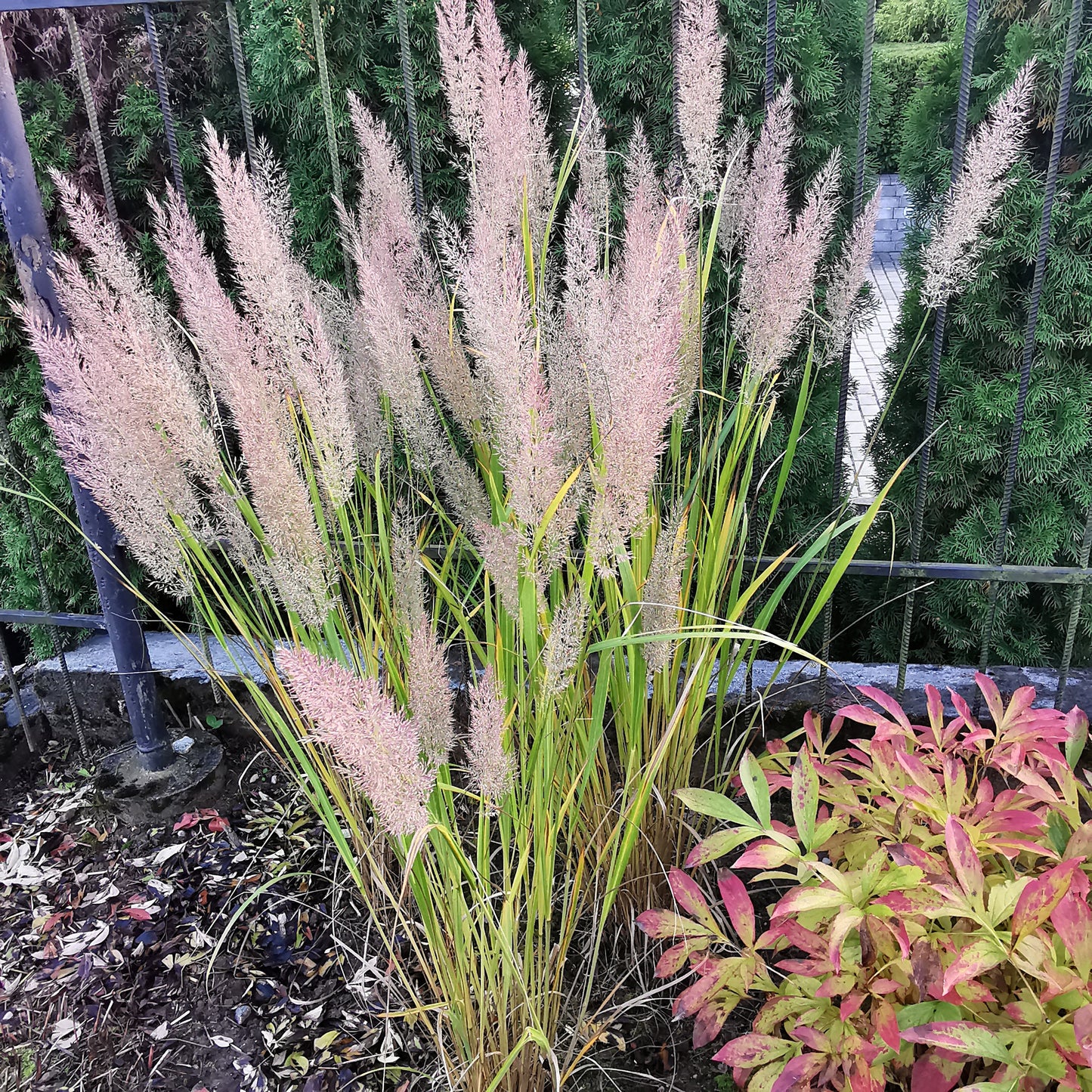 Korėjinis lendrūnas (Calamagrostis brachytricha) su puriais, rožiniais sidabro atspalvio žiedynais.