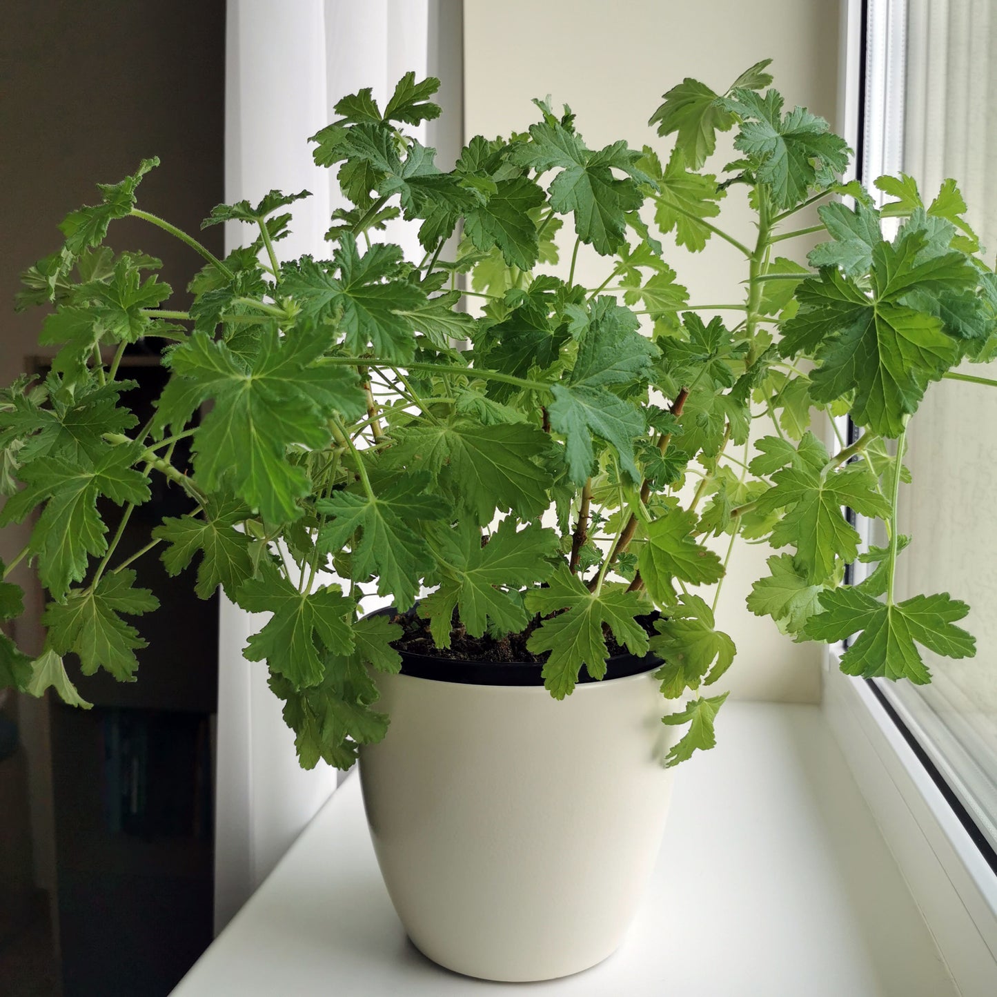 Kvepianti pelargonija - augalas, malšinantis ausies skausmą.