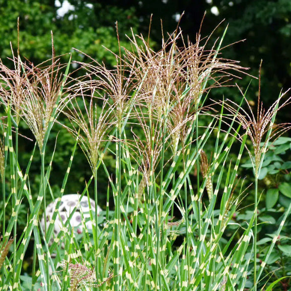 Kininis miskantas 'Strictus Dwarf' su zebro rašto lapais