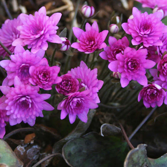 pilnavidurė žibuokle