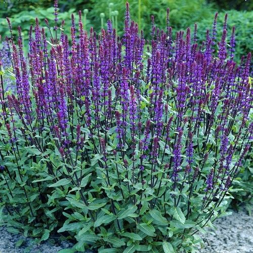 Gojinis šalavijas ‘Caradonna’