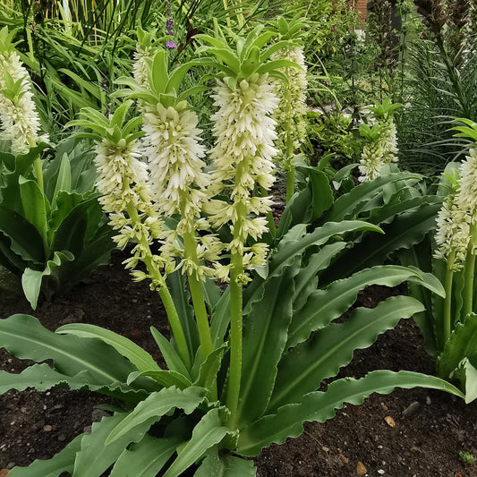 Eucomis