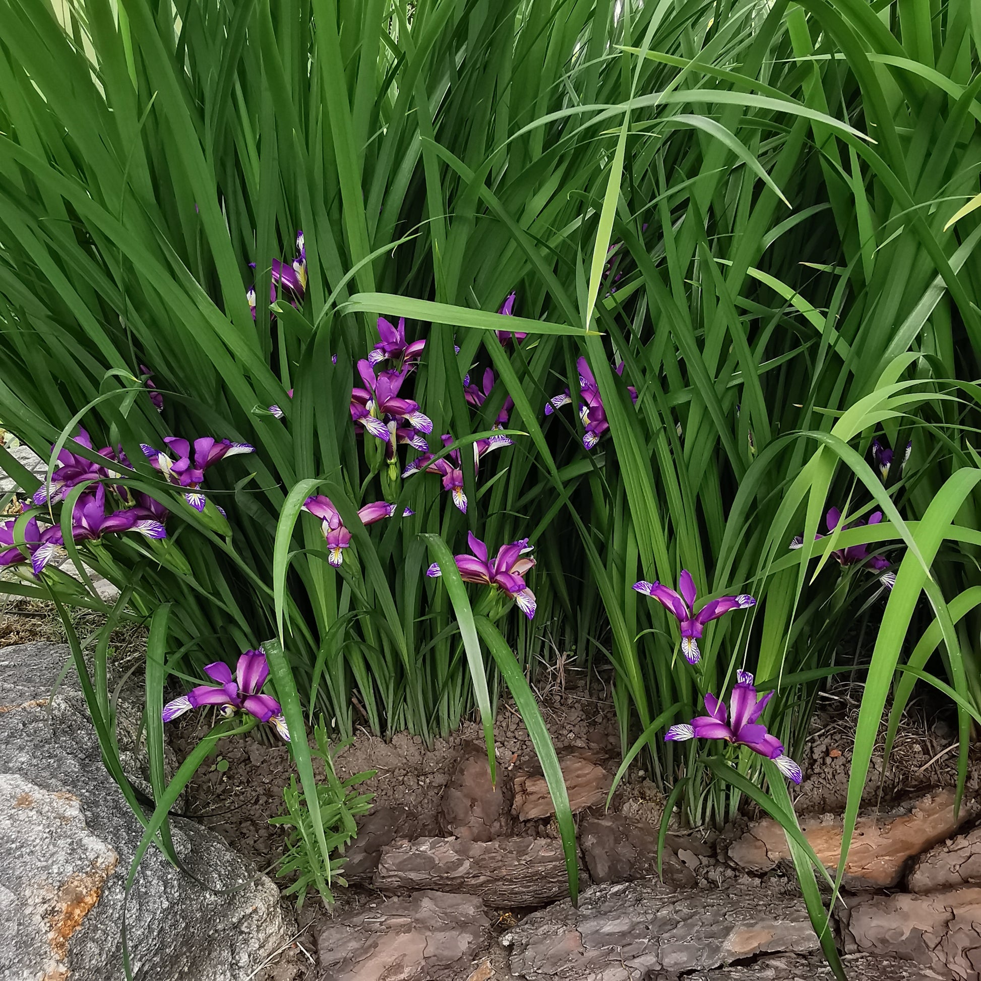 Iris graminea