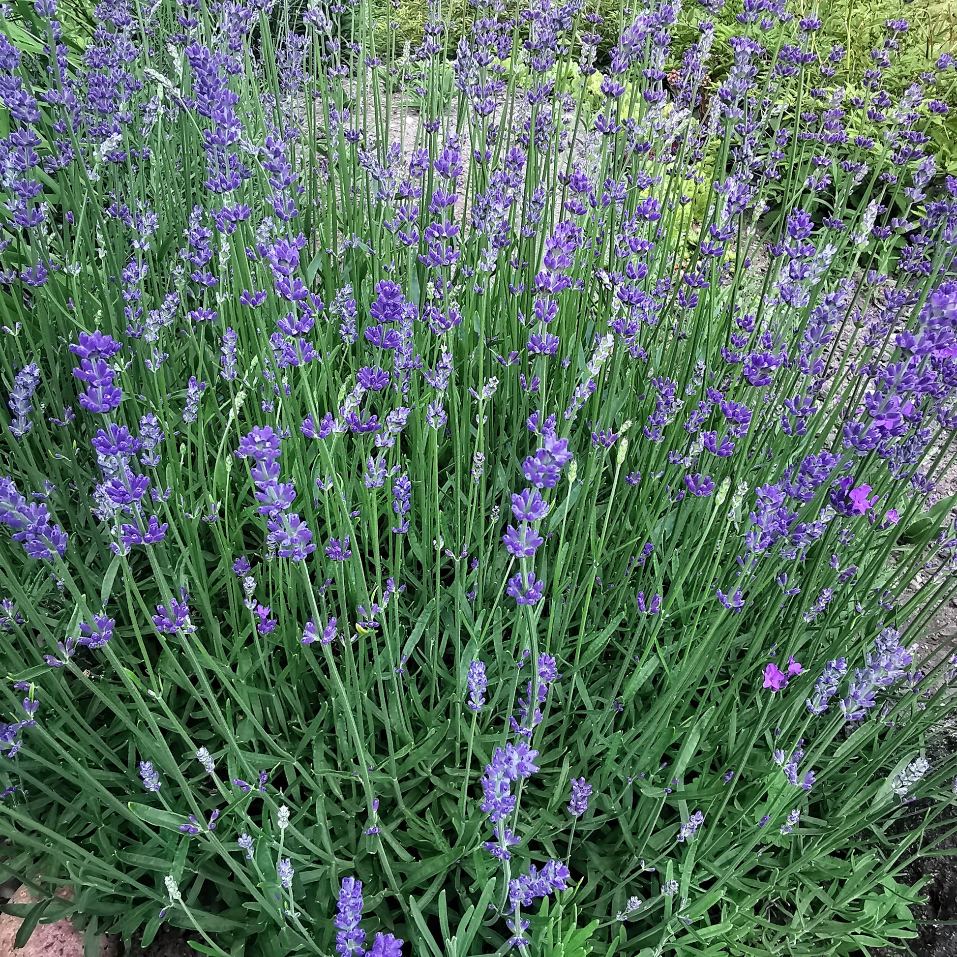 Tikroji levanda (Lavandula angustifolia)