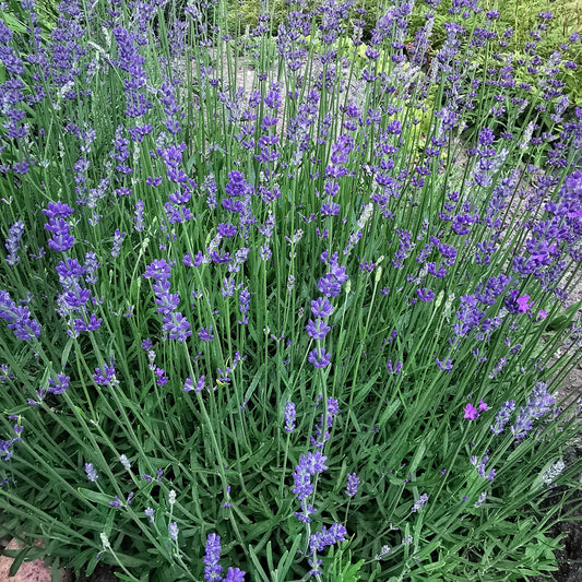 Tikroji levanda (Lavandula angustifolia)