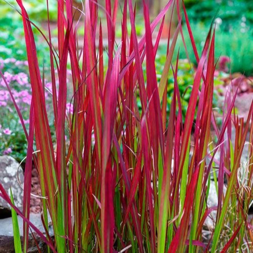 Imperata ‘Red Baron’ dekoratyvinė žolė ryškiai raudonais lapais