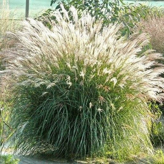 Kininis miskantas 'Adagio'